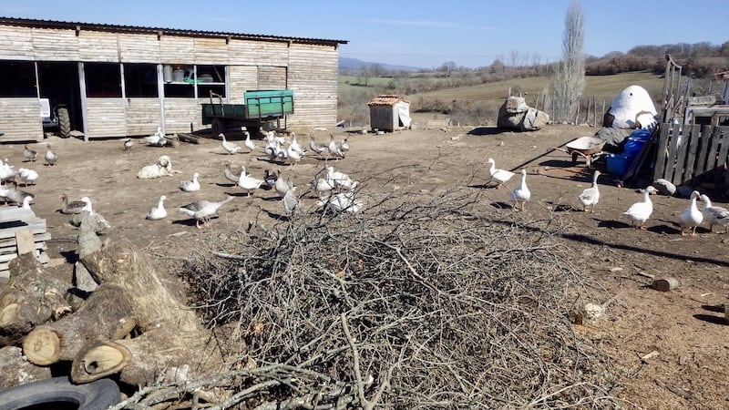 トルコのチャナッカレでWWOOF(7)